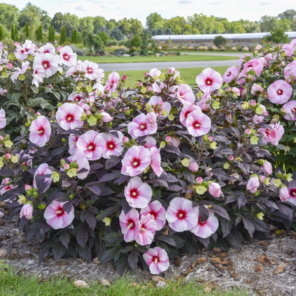 Starry Starry Night Perennial Hibiscus, Hardy Hibiscus